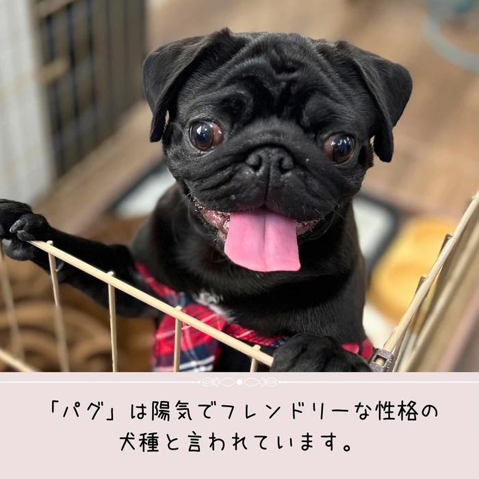 画像396
