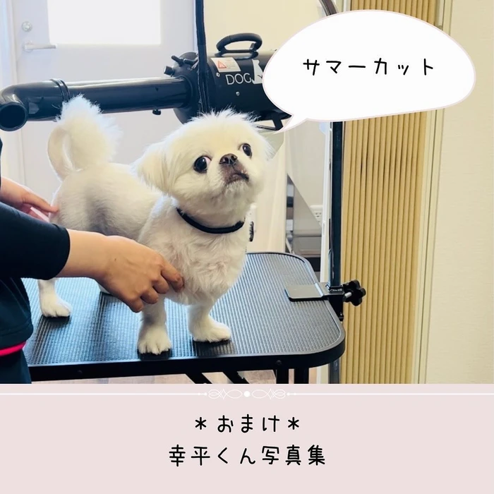 画像462