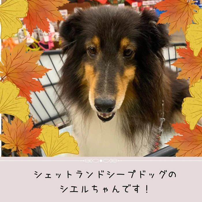 画像513