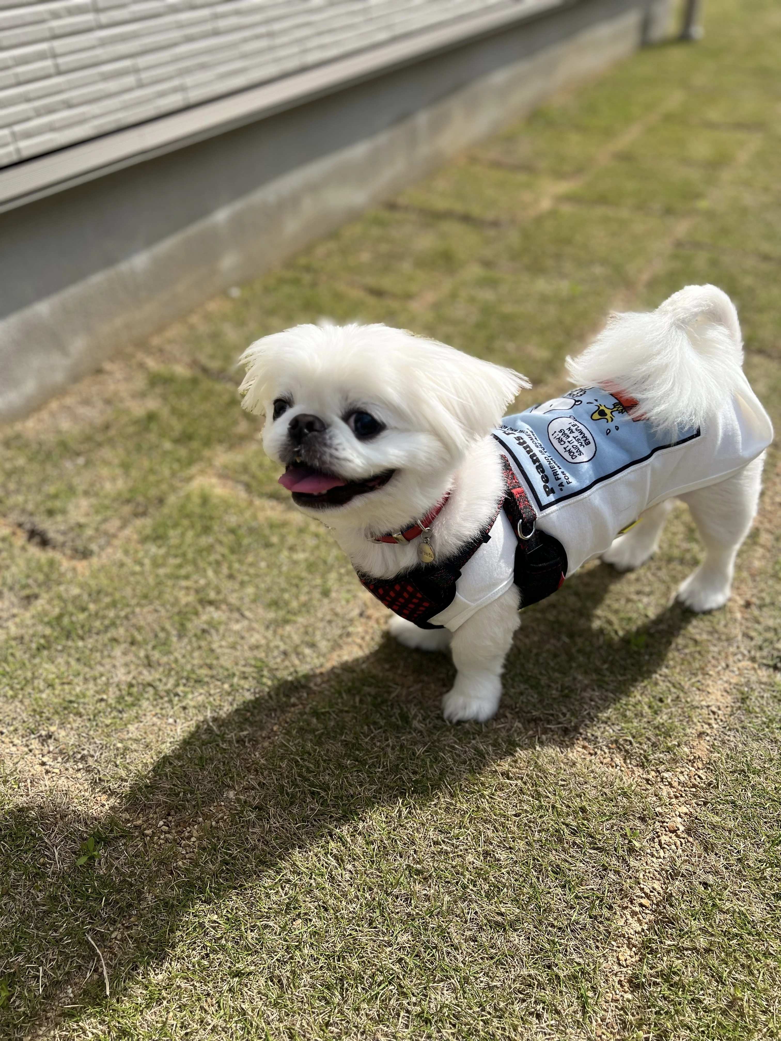 新しい人生のステージと愛犬と共に―豊かな老後をサポート